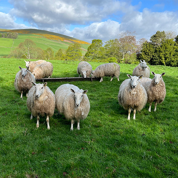 Self catering holiday cottage near Glentress